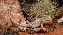 Pogona minor