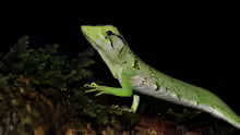 Polychrus marmoratus