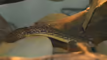 Polypterus teugelsi