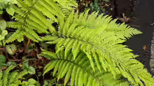 Polystichum setiferum
