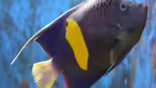 Pomacanthus asfur