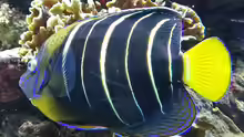 Pomacanthus chrysurus