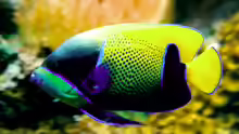 Pomacanthus navarchus