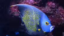 Pomacanthus paru