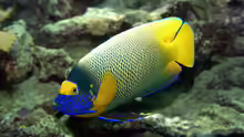 Pomacanthus xanthometopon