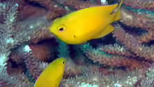 Pomacentrus moluccensis