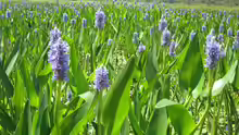 Pontederia cordata