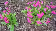 Primula rosea