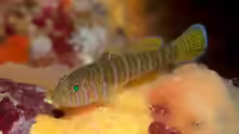 Priolepis cincta
