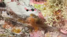 Priolepis hipoliti