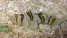 Priolepis nocturna