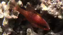 Pristiapogon kallopterus