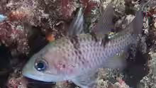 Pristicon trimaculatus