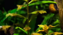 Proserpinaca palustris
