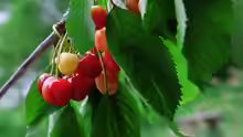 Prunus avium