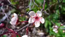 Prunus cistena