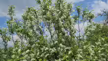 Prunus padus