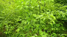 Prunus serotina