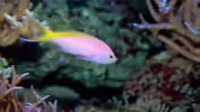 Pseudanthias bartlettorum