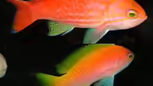 Pseudanthias bimaculatus