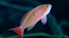 Pseudanthias cooperi