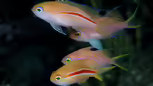 Pseudanthias fasciatus