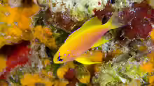 Pseudanthias hawaiiensis