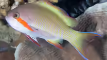 Pseudanthias huchtii