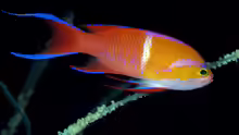 Pseudanthias leucozonus
