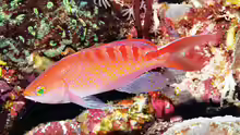 Pseudanthias lori