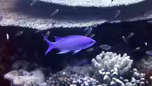 Pseudanthias pascalus