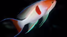 Pseudanthias rubrizonatus