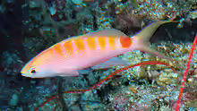 Pseudanthias timanoa