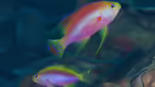 Pseudanthias ventralis