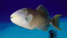 Pseudobalistes flavimarginatus