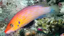 Pseudocheilinus dispilus