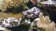 Pseudocheilinus hexataenia