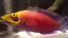 Pseudocheilinus ocellatus