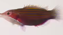 Pseudocheilinus tetrataenia