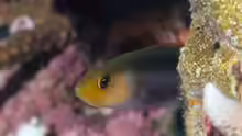 Pseudochromis bitaeniatus
