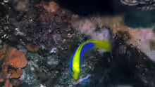 Pseudochromis flavivertex
