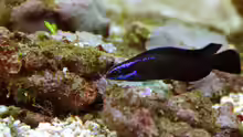 Pseudochromis springeri