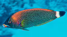 Pseudodax moluccanus
