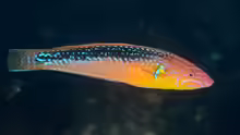 Pseudojuloides elongatus