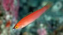 Pseudojuloides severnsi