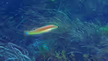 Pseudolabrus miles