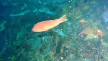 Pseudolabrus rubicundus