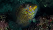 Pteragogus aurigarius