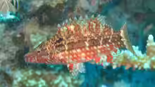 Pteragogus cryptus
