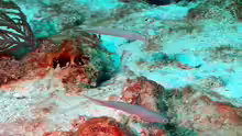 Ptereleotris calliura
